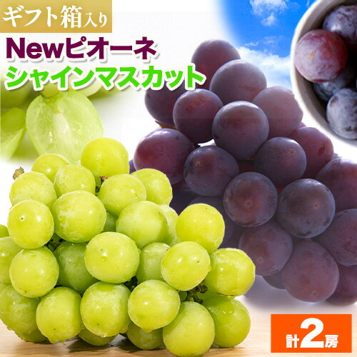 【ふるさと納税】ぶどう Newピオーネ&シャインマスカット 計2房(各1房ずつ) ギフト箱入り ふじまる《8月下旬-9月下旬頃出荷》岡山県 笠岡市 送料無料 葡萄 フルーツ 果物 ピオーネ マスカット お取り寄せフルーツ