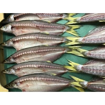 ふるさと納税 熊野市 ひもの詰め合わせ　しあわせセット |  | 01