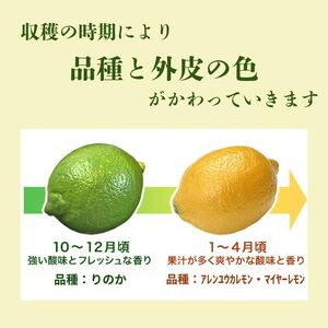 清家ばんかんビレッジの愛南町産レモン3kg 発送期間:10月1日～4月30日