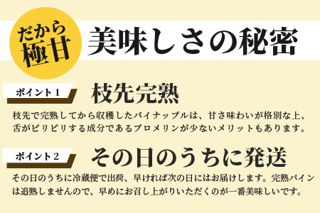 希少！濃厚！「枝先完熟・てのひらピーチパイン」2024年4月～7月順次発送【産地直送 沖縄県 石垣島 農家直送 パイン フルーツ】OI-2