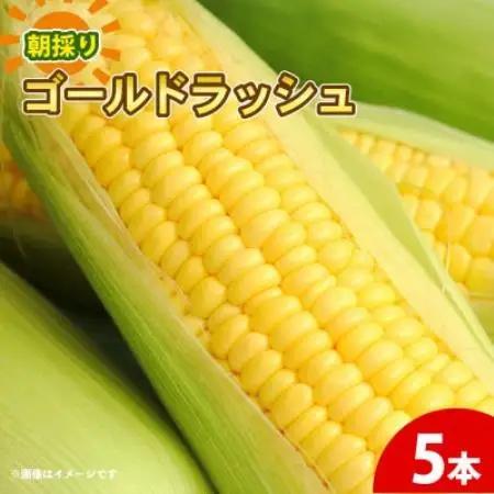 京都府久御山町 とうもろこし 5本 朝採り ゴールドラッシュ【配送不可地域：離島・北海道・沖縄県・東北】【1737372】