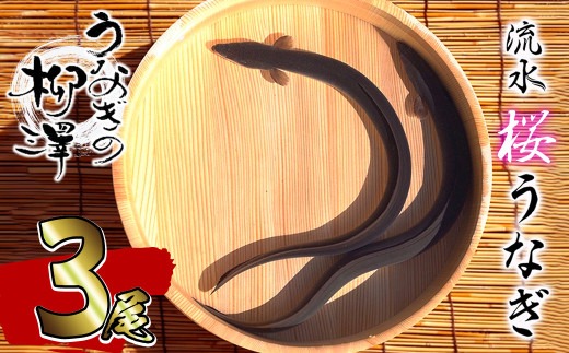 うなぎの柳澤 流水桜うなぎの蒲焼き 計3尾＜計360g＞ a4-096