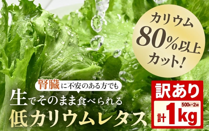 
            【訳あり】不揃い【機能性×美味しさ】低カリウム水耕レタス JOIA（ジョイア） 500g×2袋 計1kg（栽培期間中農薬不使用・洗わず食べられる） 【野菜 生野菜 レタス サラダ お弁当 水耕栽培 洗わず食べられる 時短 付け合わせ】[m40-a024]
          