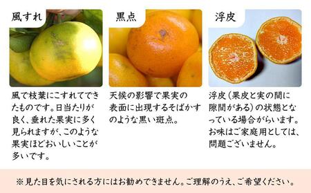 蔵出しみかん6.5kg(大小混合)《ご家庭用》ちょっと訳あり　和歌山県下津町より農園直送！１月中旬頃発送開始　まごころ産直みかん 【北海道・沖縄県・一部離島 配送不可】混合サイズ　わけあり　訳アリ