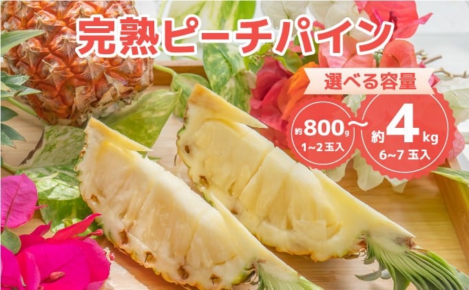 
            【内容量が選べる】人気No.1『初ピーチの方に大好評!!』☆新感覚の味わい!!☆桃のような甘～い香りのする芳醇なパイナップル！約800g〜4kg 2026年 発送 沖縄
          