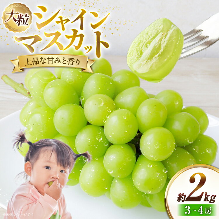 【ふるさと納税】 【期間限定発送】 シャインマスカット 約2kg 3〜4房 [冨樫商店 山形県 高畠町 tk06ayt290002] ぶどう ブドウ 葡萄 マスカット 大粒 種なし 果物 くだもの フルーツ