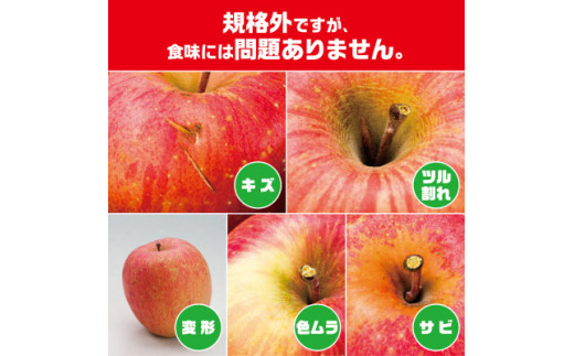 今年も約10kgお届けします!　訳ありりんご「サンふじ」24～46個入＜R7年12月中旬～発送開始＞【1333055】