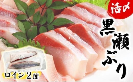 KU281＜2025年12月発送分＞活じめ！黒瀬ぶりの生鮮ブリロイン2節（1.0kg前後）