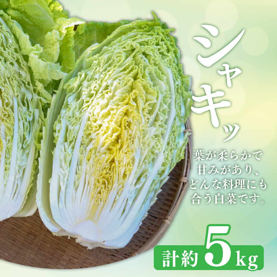 ＜2026年12月以降にお届け＞【佐川町産 白菜 2～3株（約5kg）】 高知 新鮮 野菜 お鍋 シチュー 事前予約受付中