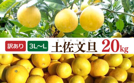 【先行予約】土佐文旦 文旦 訳あり 大玉入り 20kg 20キロ 3L〜L 〈2027年2月〜発送〉ぶんたん  フルーツ  みかん 果物  柑橘類   ご自宅用 お取り寄せ 国産【松岡ぶんたん園】 [BQBE003]