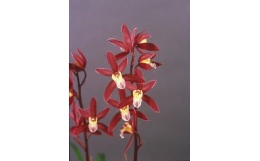 
            赤花品種 和蘭 「村雨」 花芽～開花株 ４号陶器鉢付 B2-1110
          