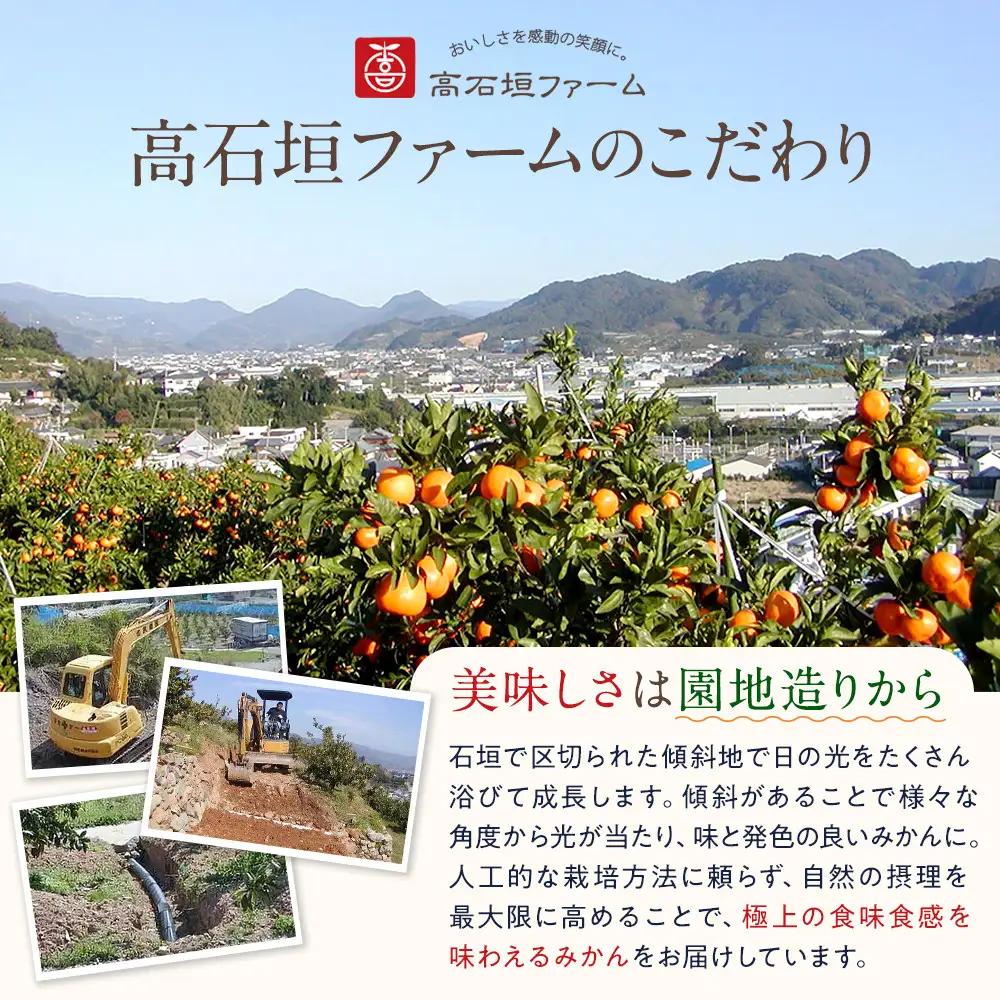 訳あり はるか 4.5kg M～2Lサイズおまかせ 高石垣ファーム