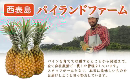 【手でちぎって食べる楽しさ】熟鮮スナックパイン2kg（2～3玉）2026年 先行予約　沖縄　西表島