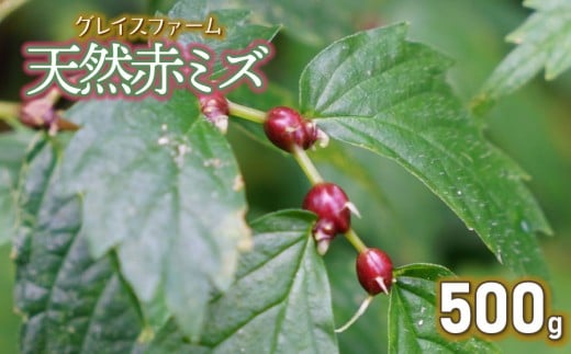 【令和8年産先行予約】山菜　天然赤ミズの実　500g　グレイスファーム