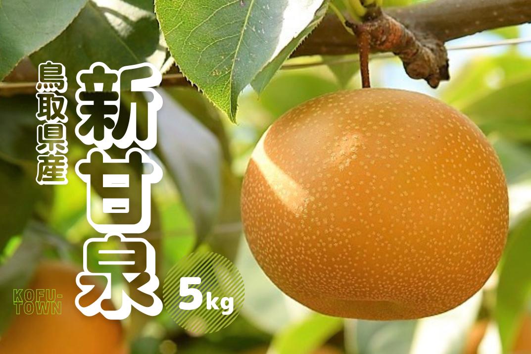 新甘泉 5kg前後 梨 鳥取県産 先行受付 2024年秋収穫分 しんかんせん なし 5キロ TM28 0684