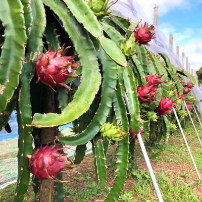 ふるさと納税 天城町 【2026年発送分】ご家庭用 徳之島 天城町産ドラゴンフルーツ 白色 約2kg |  | 02