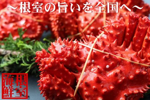 【北海道根室産】花咲がに1kg～1.2kg前後×1尾 C-57021