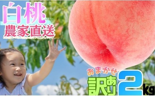 白桃 【 ご家庭用 訳あり 】 2kg 【2026年8月中旬発送】山形県 朝日町産 農家直送 山形産 家庭用 もも モモ 桃 ピーチ 果物 フルーツ 夏