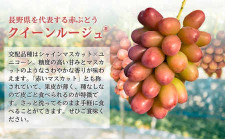 ぶどう クイーンルージュⓇ 約700g（1房）果物 フルーツ デザート 信州 長野 駒ケ根市