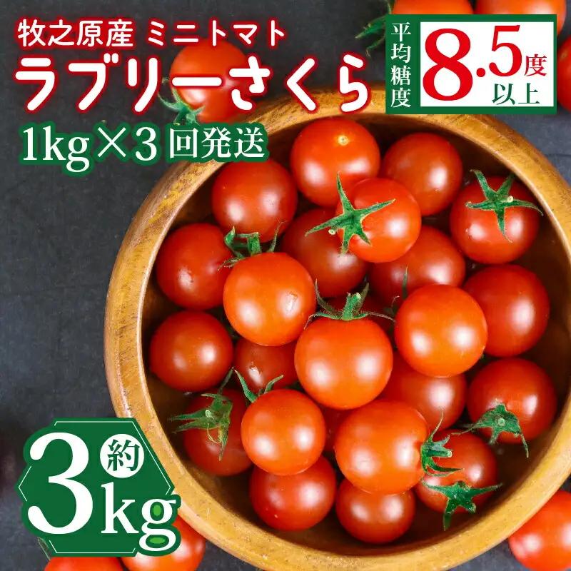 ミニトマト 1kg × 3回発送 【ミニトマト】 山本農園