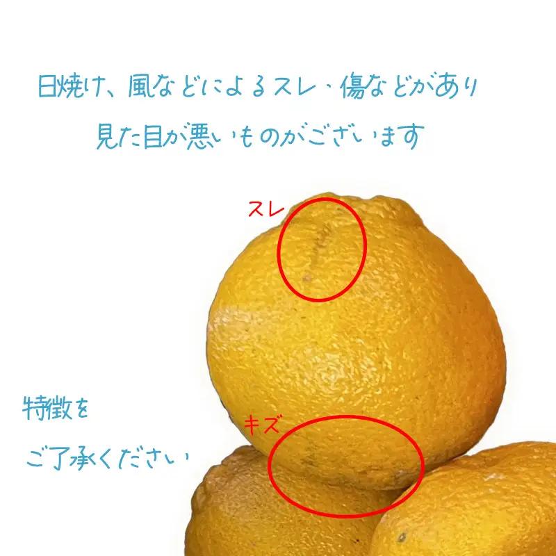 【2027年2月下旬頃から順次発送】みかん 不知火 しらぬい 約3kg 家庭用 愛媛県産 でこぽんと同品種 国産 愛媛みかん 【TNN013】