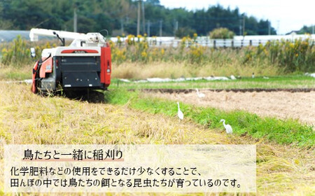 【 定期便 6回 】 かめまる農園の「ひのひかり」10kg（2ヶ月毎×6回）