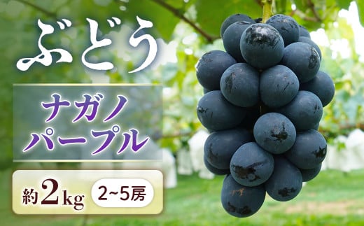 【2026年発送先行予約】ぶどう ナガノパープル 約2kg【2～5房】※2026年8月下旬～9月上旬発送予定※