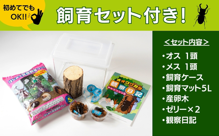 【 先行予約 】＼2024年5月から発送／ オオクワガタペア 飼育 セット 70mm～ クワガタ 自由研究 昆虫 成虫 生体 虫 飼育 夏休み 観察 自然 環境 学習 子供 孫 プレゼント 贈答 人気