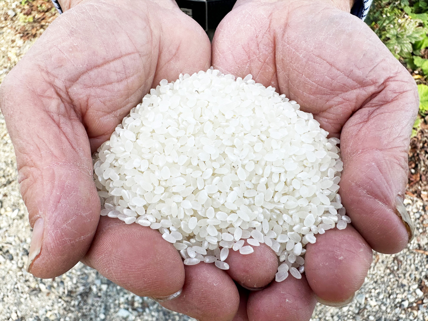 アイガモ農法で栽培した 無農薬 有機栽培米５kg お米 精米 こしひかり 兵庫県 多可町 ひのきもとさん