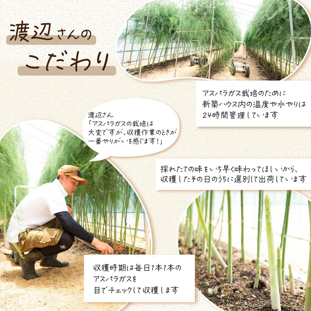 アスパラガス 1kg L～2Lサイズ 朝採り アスパラガス 夏芽 【先行受付】 【26年6月中旬～9月発送】