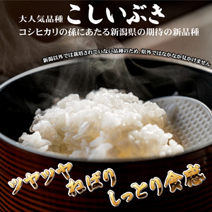 米 新米 こしいぶき 20kg 【令和7年産 新米 先行予約】 新潟県 新発田市 toushin040