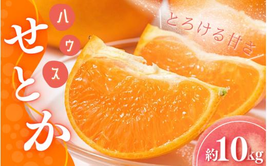 【先行予約】橋本農園のハウスせとか 10kg 玉数・サイズおまかせ 【2027年2月初旬から2月末までに順次発送】 / せとか ハウスせとか みかん 蜜柑 柑橘 フルーツ 果物 くだもの 先行予約