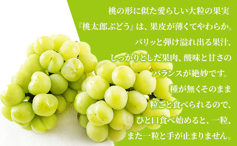 ぶどう 2026年 先行予約 桃太郎 ぶどう 2房（1房480g以上）化粧箱入り ブドウ 葡萄  岡山県産 国産 フルーツ 果物 ギフト 大粒 種なし 果汁たっぷり 酸味 甘さ バランス