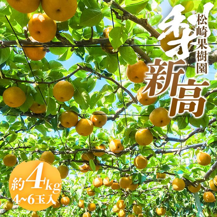 【ふるさと納税】梨「新高」約4kg（4～6玉入）【松崎果樹園】 | フルーツ 果物 くだもの 食品 人気 おすすめ