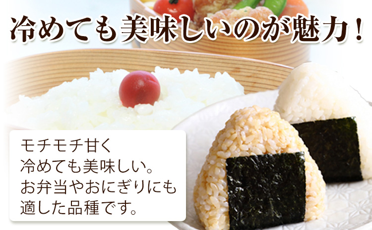 米 こめ コメ 備前乙女米 白米 10kg 石原果樹園《30日以内に出荷予定（土日祝除く）》岡山県 浅口市 ご飯 お米 国産 岡山県産 送料無料
