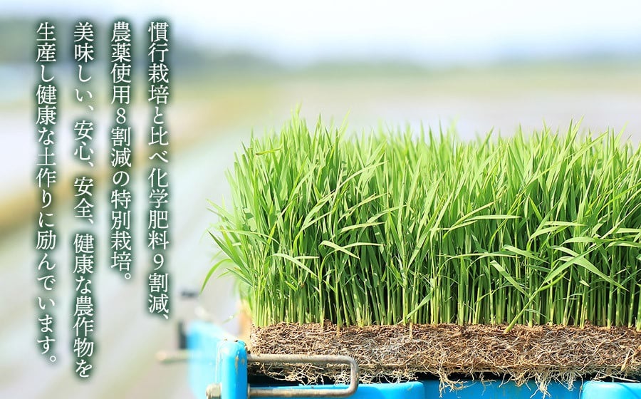 数量限定【令和6年産】特別栽培米つや姫 白米 5kg(5kg×1袋)　山形県鶴岡市産　出羽弥兵衛 株式会社