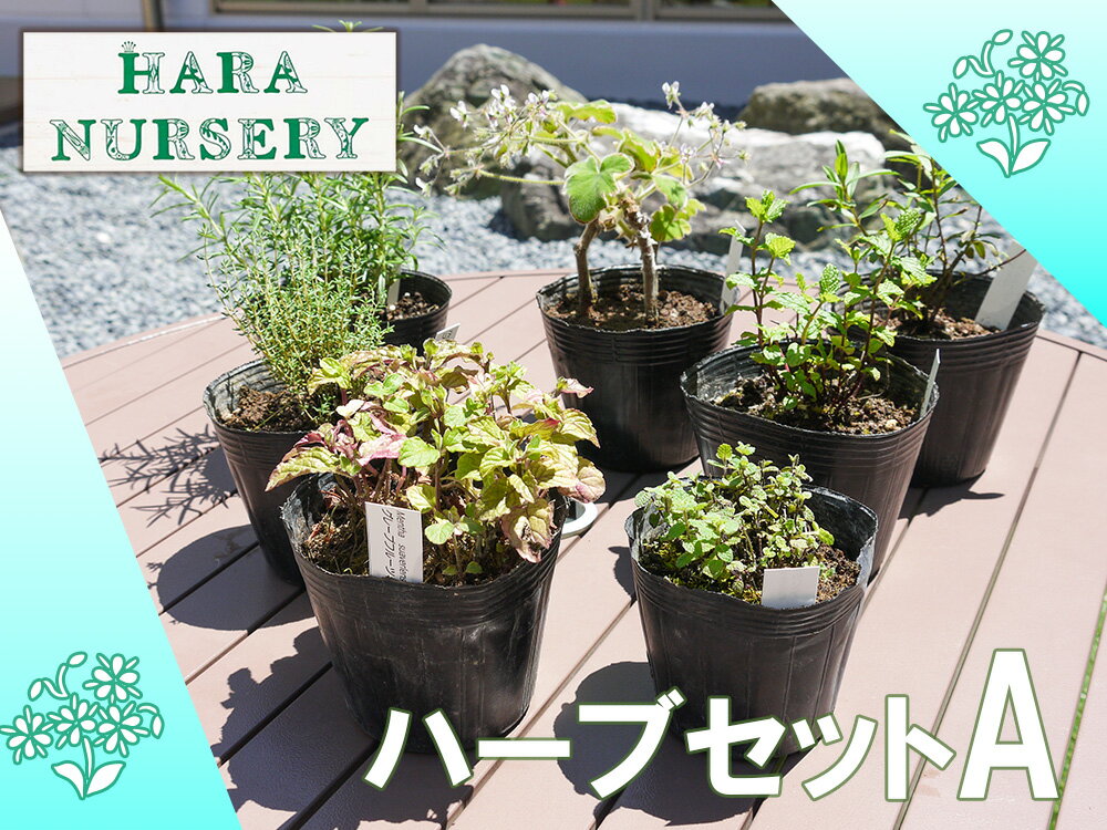 【ふるさと納税】ハーブセットA　花 苗 植物 家庭菜園 花壇 プランター ガーデニング（BS172）