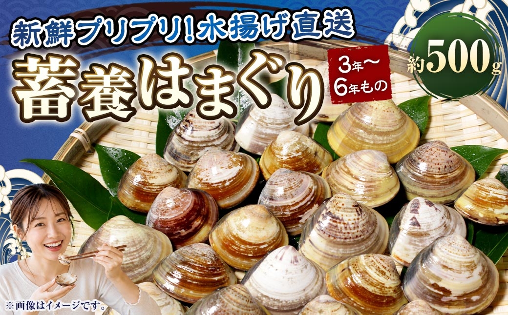 
                  【満天☆青空レストランでご紹介】 【指定日必須】 蓄養はまぐり 3年～6年もの 500g はま王 ハマグリ 蛤 貝 カイ 魚介 魚介類 海鮮 海の幸 冷蔵 テレビ 紹介
                