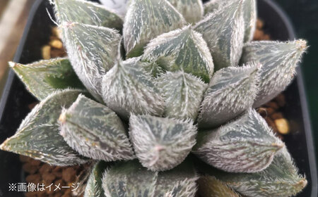 多肉植物 高級ハオルチア2品種2鉢セット 室内 植物 セット ハオルシア クリスタルプランツ 三次市/園芸王国パスタイム[APCJ007]