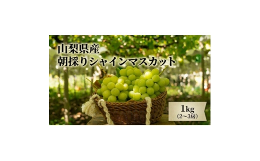 【2027年発送　先行受付】農家直送のシャインマスカット1kg【1330439】