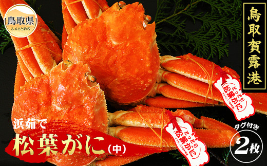 鳥取賀露港　浜茹で松葉がに（中）【期間限定】_T2600084