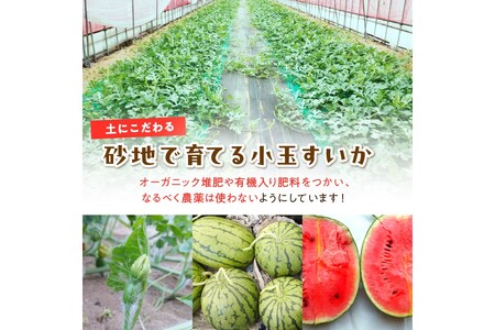 【先行予約／数量限定100】にしまるスイカ 秀品 1玉入り（露地栽培）（2025年7月中旬から発送）