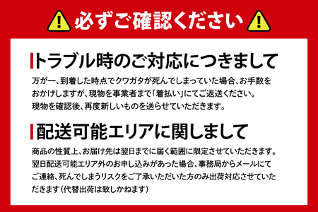 【産地おまかせ】【数量限定】オオクワガタオスのみ♂（オス70ミリup）飼育セット