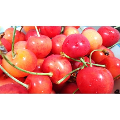 【2026年発送】北信州のさくらんぼ 約800g(約100g×8パック)品種おまかせ　贈答にも【配送不可地域：離島】【1577356】