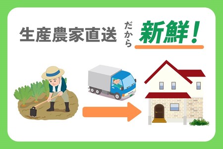 [新玉 令和7年6月～7月順次出荷予定] 産地直送！加藤農園の玉ねぎ 20kg｜数量限定 期間限定 タマネギ オニオン 玉葱 新玉ねぎ 産地直送 農家直送 野菜 新鮮野菜 国産 甘楽町産 群馬県産 [