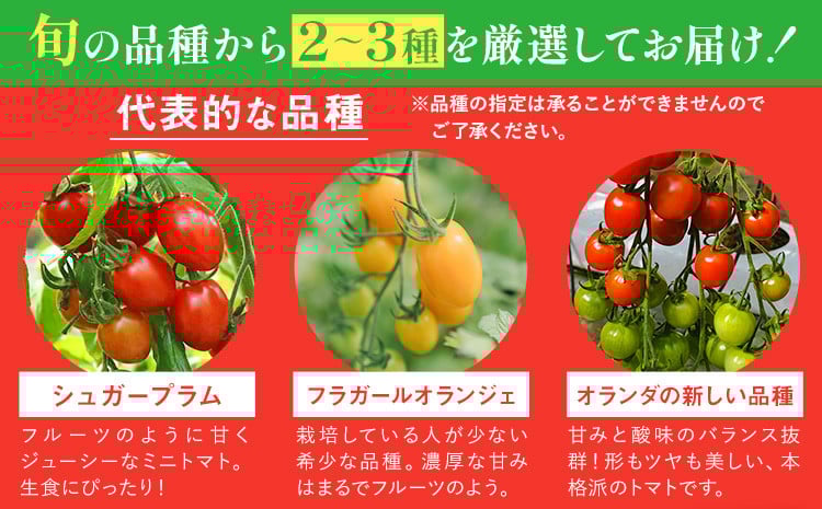 【先行予約】シャイントマト 500g シャイントマトファーム《2025年1月中旬-6月中旬頃出荷》岡山県 笠岡市 送料無料 トマト 野菜 ミニトマト---S-24---