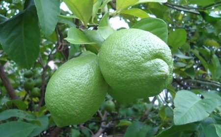 ［産直］和歌山産グリーンレモン約3kg（サイズ混合）★2025年10月下旬から11月中旬ごろ順次発送［TM7］【TM92023-tec506】