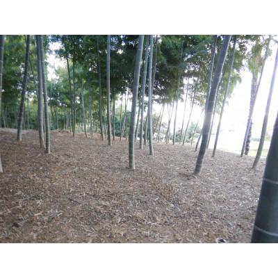 ふるさと納税 長岡京市 【京のブランド野菜】朝掘り生たけのこ　3kg |  | 03