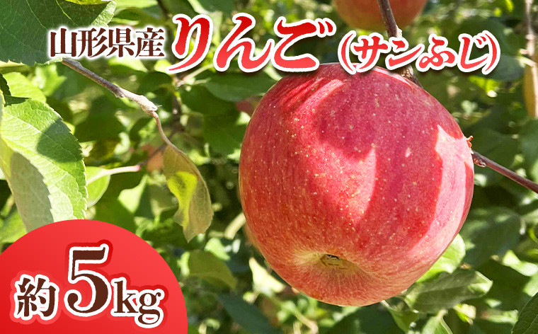 
山形県産 りんご (サンふじ) 約5kg(14～25玉) FY24-028
