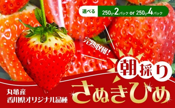 
                  【2026年1月中旬以降発送開始】いちご 先行予約 朝採り さぬきひめ 250g × 2パック 4パック 丸亀産 いちご イチゴ 苺 いちご美味しい フルーツ 果物 デザート おやつ 旬 産地直送 旬の果物 旬のフルーツ 人気フルーツ 人気いちご お取り寄せ 取り寄せ 冷蔵 冷蔵配送 先行 予約 香川県 丸亀市
                